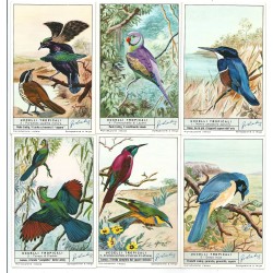 S 1797 LIEBIG UCCELLI TROPICALI (ITA) MF40216