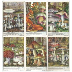 S 1493 LIEBIG FUNGHI VELENOSI (ITA) MF40242