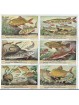 S 1573 LIEBIG ALCUNI DEI NOSTRI PESCI D'ACQUA DOLCE (BEL) MF40337