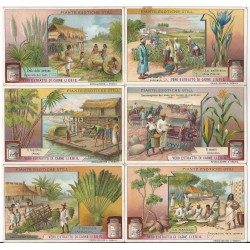 S 0970 LIEBIG PIANTE ESOTICHE UTILI (ITA) MF24722