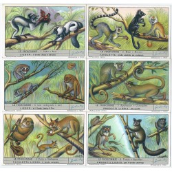 S 1627 LIEBIG LE PROSCIMMIE( ITA ) MF24792