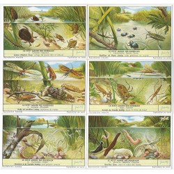 S 1673 LIEBIG IL PICCOLO MONDO DEI RUSCELLI (BEL) MF40386