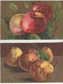 DUE CARTOLINE NATURE MORTE...