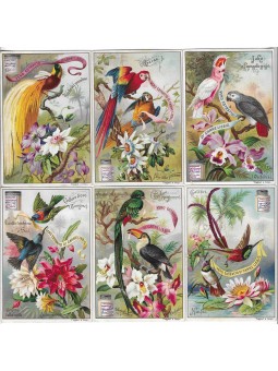 S 0540 / LIEBIG / UCCELLI...