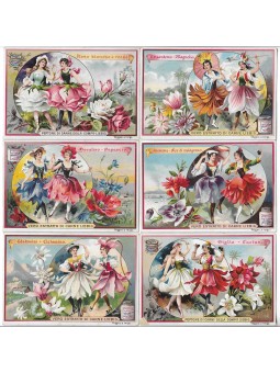 S 0556 / LIEBIG / FIORI...