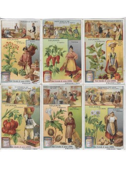 S 0976 / LIEBIG / SOLANEE...