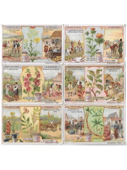 S 0969 / LIEBIG / PIANTE DA...