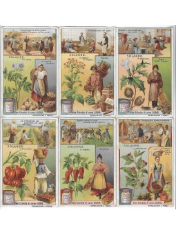 S 0976 / LIEBIG / SOLANEE...