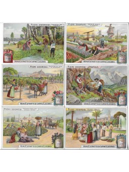 S 1019 / LIEBIG / FIORI...