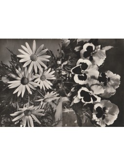 CARTOLINE FLOREALI VIOLE E...