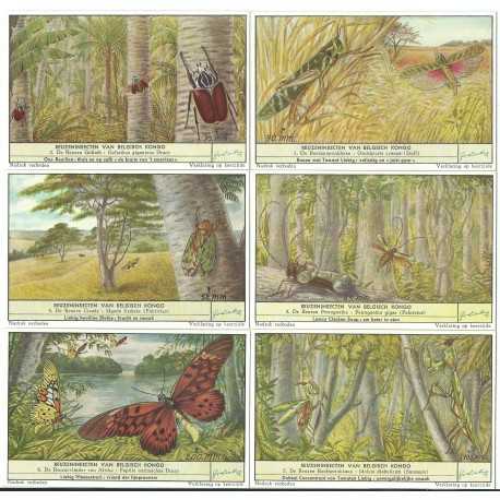 S 1644 - LIEBIG - INSETTI GIGANTI DEL CONGO BELGA - (FIA) MF42148