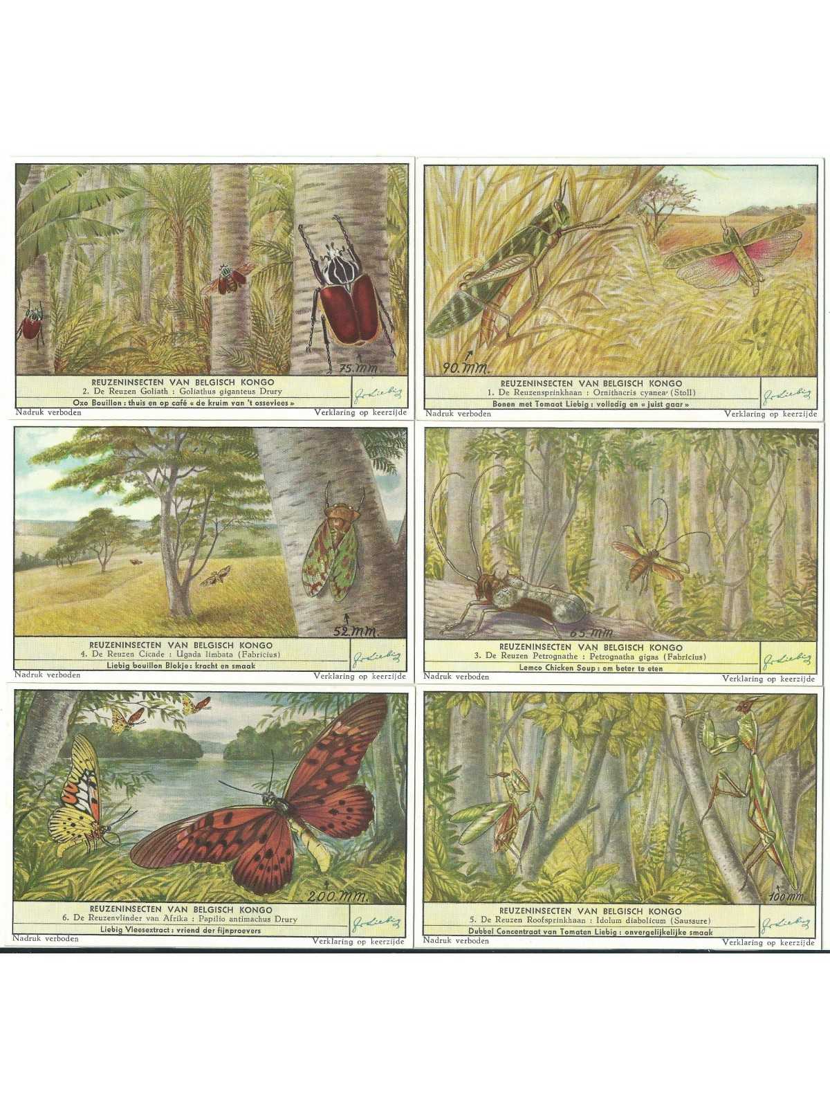 S 1644 - LIEBIG - INSETTI GIGANTI DEL CONGO BELGA - (FIA) MF42148 S 1644 - LIEBIG - INSETTI GIGANTI DEL CONGO BELGA - (FIA) MF42148