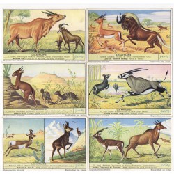 S 1559 - LIEBIG - LE ANTILOPI - (BEL)