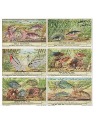 S 1597 - LIEBIG - PESCI NIDIFICATORI - (FIAM)