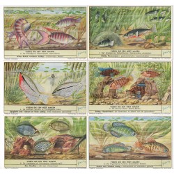 S 1597 - LIEBIG - PESCI NIDIFICATORI - (FIAM)