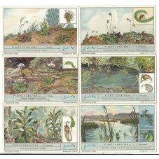 S 1282 / LIEBIG / PIANTE...