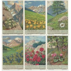 S 1335 / LIEBIG / FIORI...