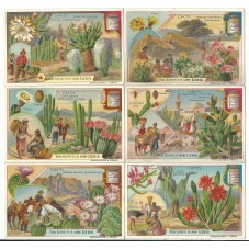 S 0882 / LIEBIG / CACTI...