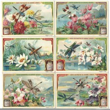 S 0896 - LIEBIG - FIORI E...