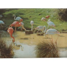 CARTOLINA 3D FAUNA -...