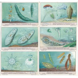 S 1244 / LIEBIG / GOCCIE D'...