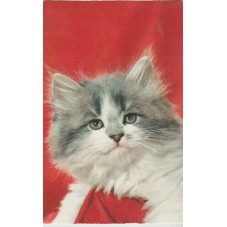 CARTOLINA FAUNA GATTI -...