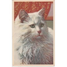 CARTOLINA FAUNA GATTI CATS...