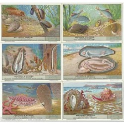 S 1432 / LIEBIG / MOLLUSCHI...