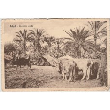 CARTOLINA COLONIALE TRIPOLI...