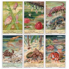 S 1373 / LIEBIG / I...