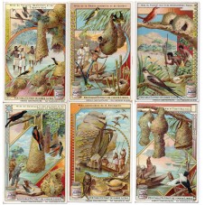 S 0798 / LIEBIG / UCELLI...